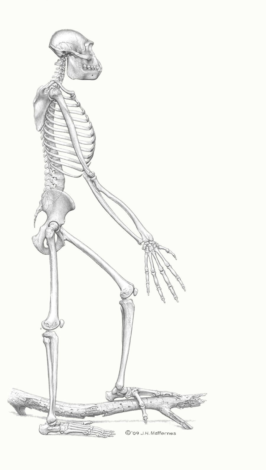 Скелет австралопитека
