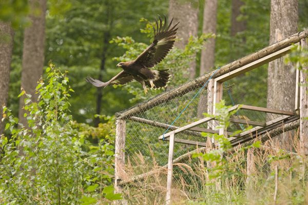 Jako první se z voliéry odvážil vyletět Jakub, samec, který disponuje i satelitní vysílačkou. | Foto: Petr Sznapka