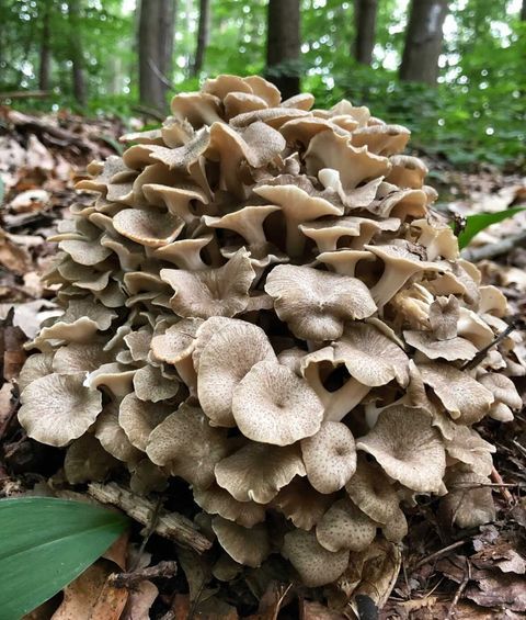 Komentář houbaře Dominika Maška: Další zajímavou a netypickou houbou je choroš oříš (Polyporus umbellatus), který je sice výborný v kuchyni, ale pro svoji vzácnost by se sbírat neměl. Je zařazený mezi ohrožené druhy. | Foto: Archiv Dominika Maška