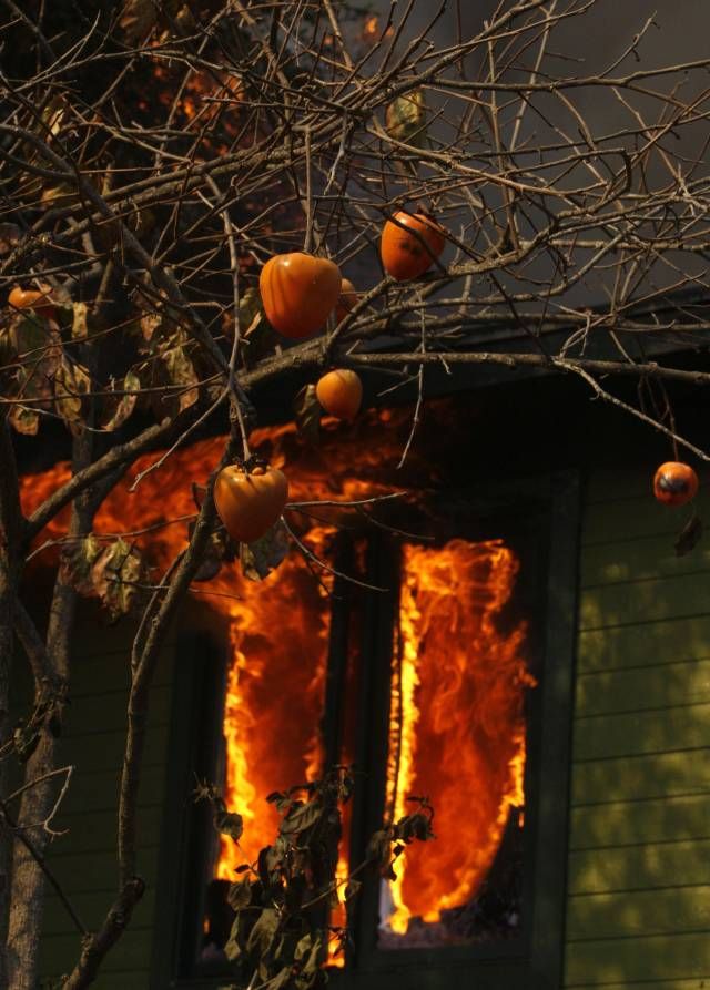 Oheň řádí na jedné z farem u San Diega. | Foto: Reuters