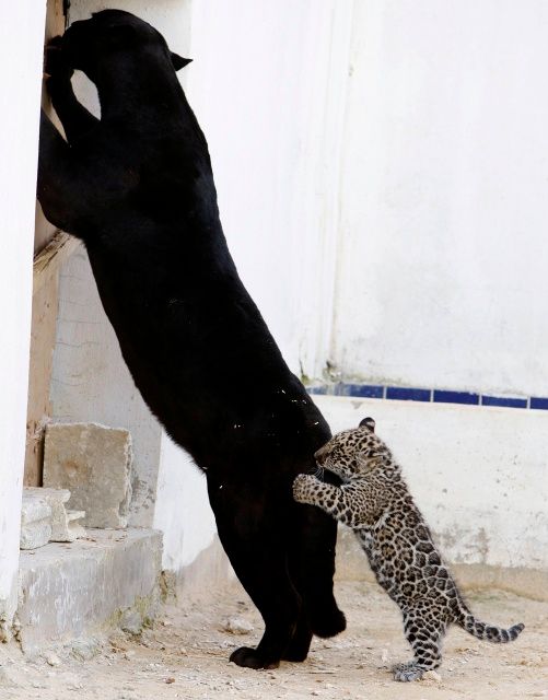 Lolo, černá samice jaguára se svým dvouměsíčním mládětem. | Foto: Reuters