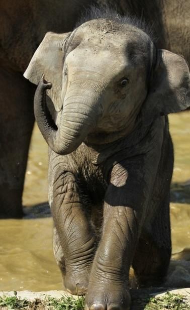 K tomu jí pomohlo téměř 26,5 procent hlasů. | Foto: Zoo Ostrava