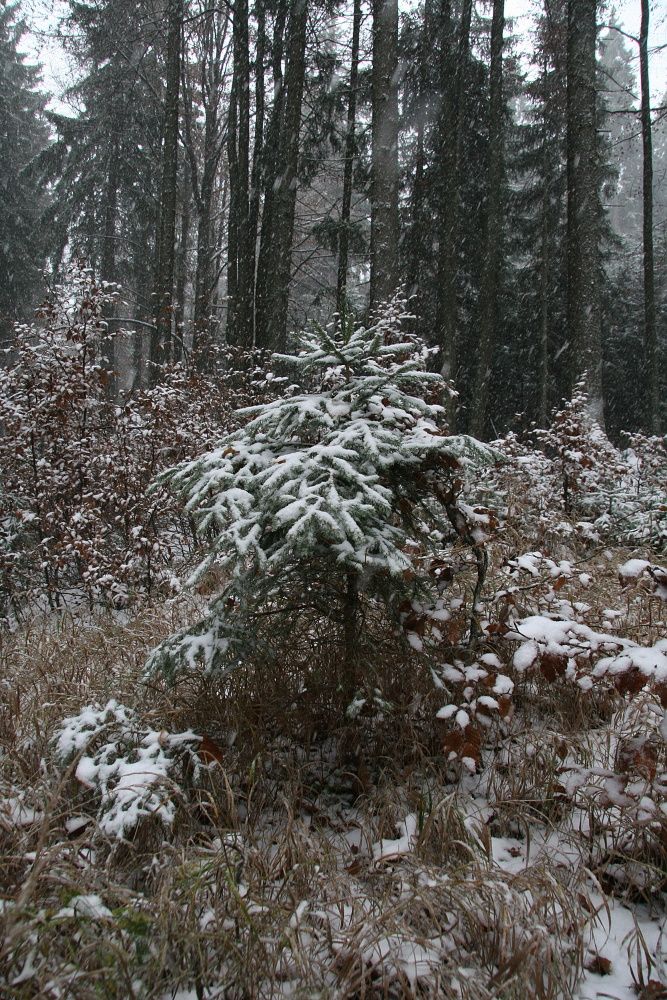 ...teploty se pohybovaly kolem nuly... | Foto: Tomáš Jiřička, NP Šumava