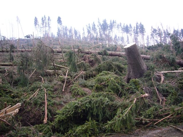 Řádění vichřice Emma v lesních na Karlovarsku | Foto: Pavel Baroch, Aktuálně.cz