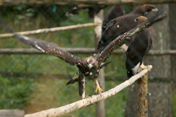 Mladí orli se do voliéry v Beskydech nastěhovali měsíc před vypuštěním. | Foto: Petr Sznapka