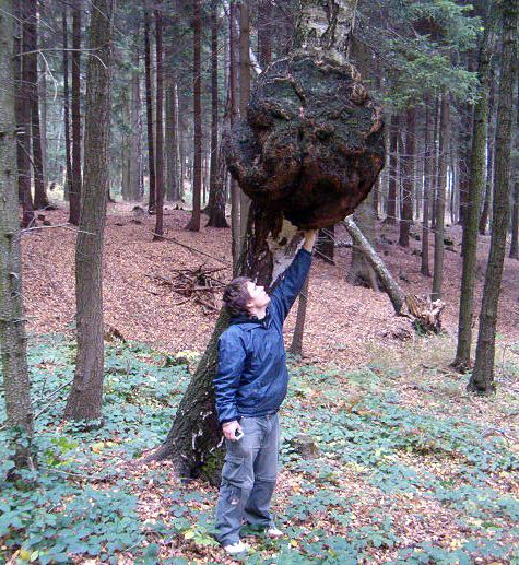 Některé zajímavosti nerostou pouze v jehličí. Tento ,,nádor" vyrůstá z kmene břízy bělokoré a ohromí svou velikostí a strukturou | Foto: Jiří Hloušek