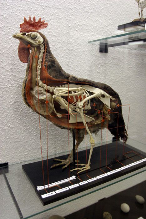 V zoologické expozici je anatomie ptáků ukázána na modelu slepice. | Foto: Ondřej Besperát, Aktuálně.cz