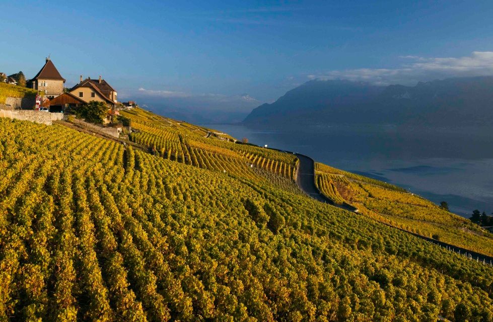 Des vignobles français ou hambourgeois vont élargir la liste de l’UNESCO