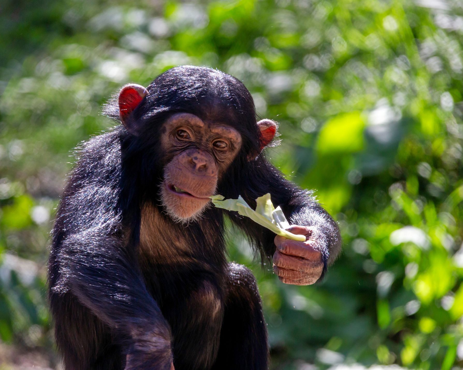 Sick chimpanzees search out medicinal crops after which heal themselves, researchers have discovered