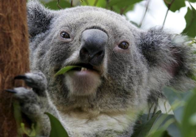 Dospělá koala si pochutnává na eucaplyptu | Foto: Reuters