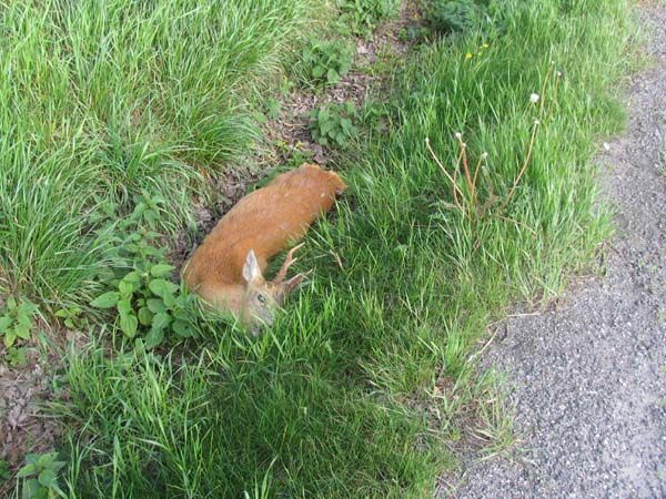 Srna nepřežila srážku s autem | Foto: Policie ČR