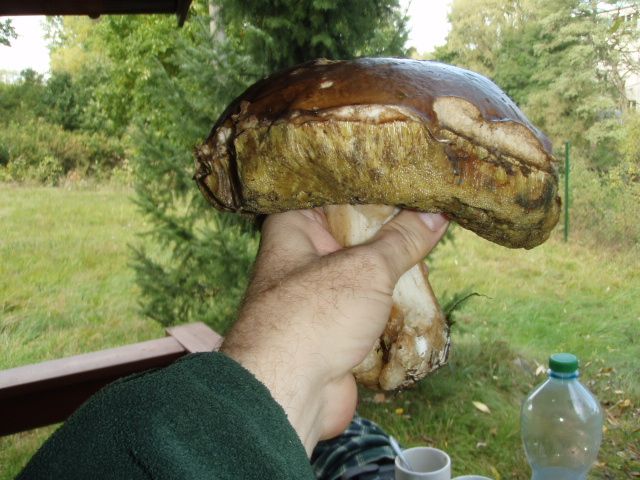 Hřib dubový, 3/4 kg, jižní Čechy, 10/2016. Snímek zaslal Otomar Jelínek. | Foto: Otomar Jelínek