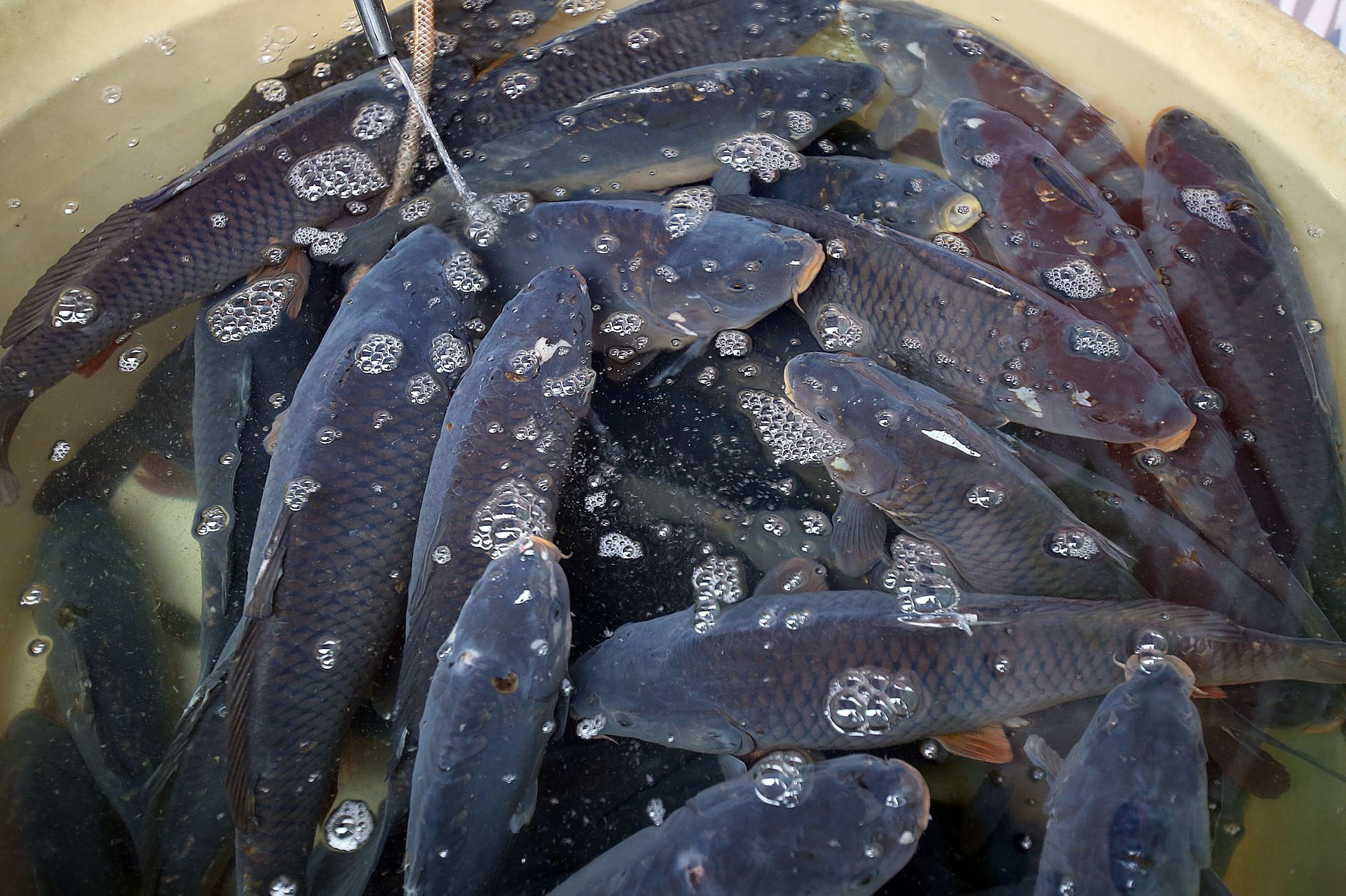 Die grausame Tradition von Goldfischen in Kübeln geht langsam zurück.  Endlich