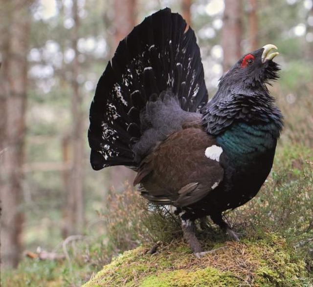 Šumava je jediným územím Česka, kde stále přežívá tetřev hlušec. Na začátku kůrovcové kalamity panovaly obavy o jeho přežití, jím obývané horské smrčiny se ale s jejími důsledky vypořádávají dobře. Jeho počty tak rostou. | Foto: Archiv