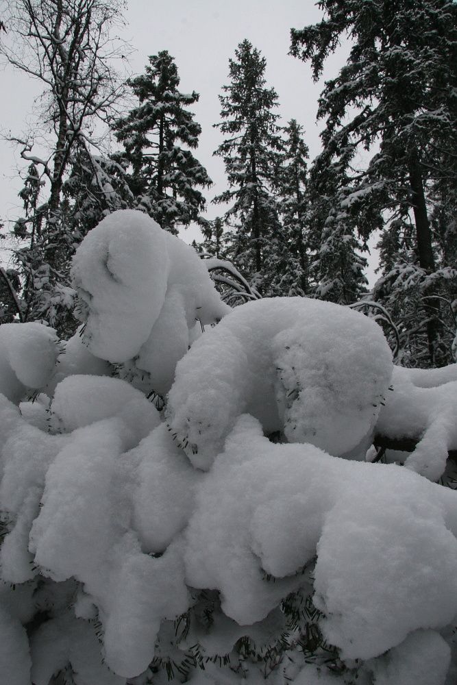 ...někde už dokonce spustili sjezdovky... | Foto: Tomáš Jiřička, NP Šumava