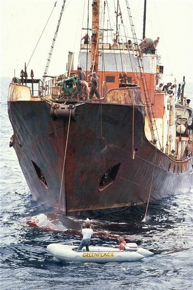 Greenpeace proti lovu velryb v severním Pacifiku v roce 1977 | Foto: Greenpeace