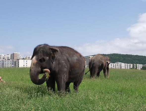 Delhi navíc chybí kousek ucha, o které přišla ještě ve Vietnamu (na této fotografii je v popředí Kala). | Foto: zoo ústí nad labem