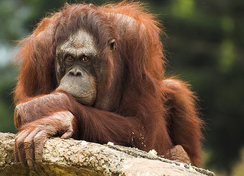 Orangutan | Foto: Archiv