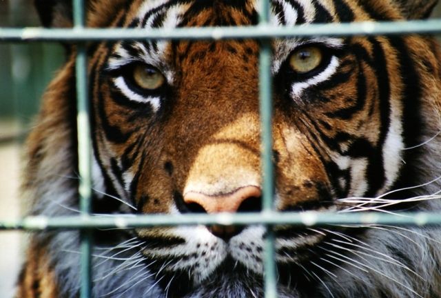 Vyhubení hrozí například tygrům. Tři poddruhy už ze světa zmizely. | Foto: Radim Klekner