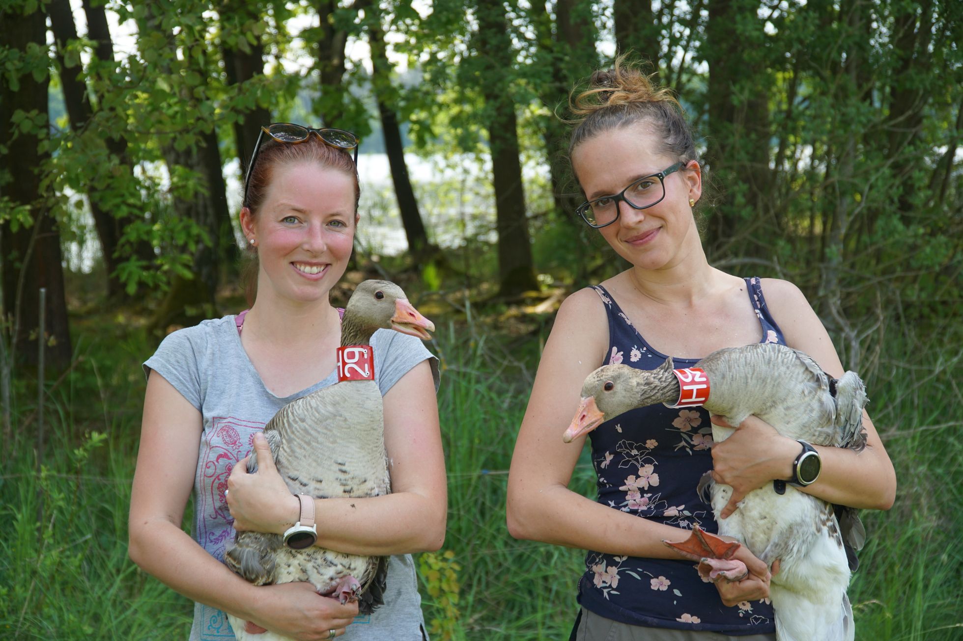 Picture: Ornithologists marked big geese.  X-rays revealed shots in a third of them