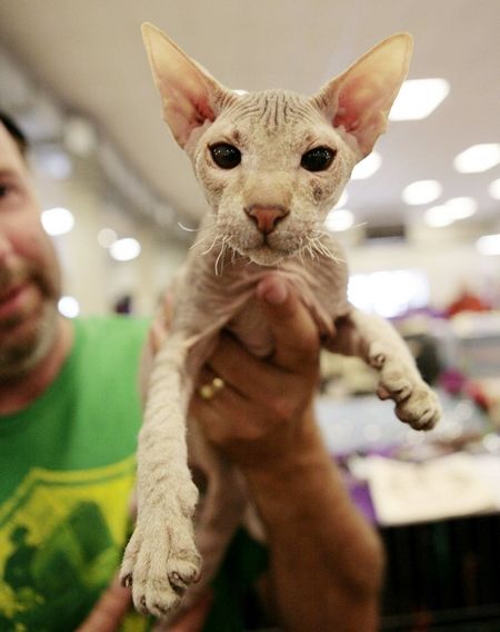 Kočka Peterbald s názvem Keno se předvádí během kočičí show ve Waco, v americkém Texasu. | Foto: Reuters