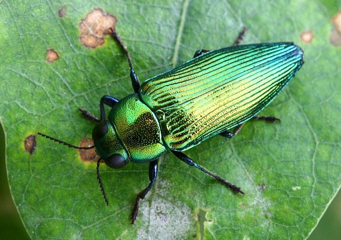 Kriticky ohrožený krasec Eurythyrea quercus potřebuje mohutné, osluněné duby. Na Břeclavsku je silně ohrožen rychlým odumíráním starých dubů. | Foto: Nikola Rahme