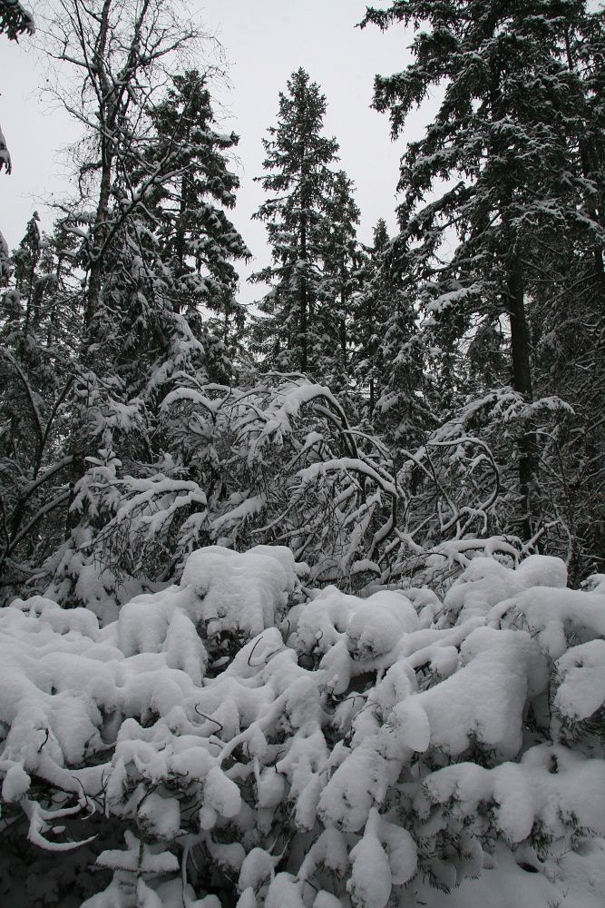 ...i neděle ale byla mrazivá... | Foto: Tomáš Jiřička, NP Šumava