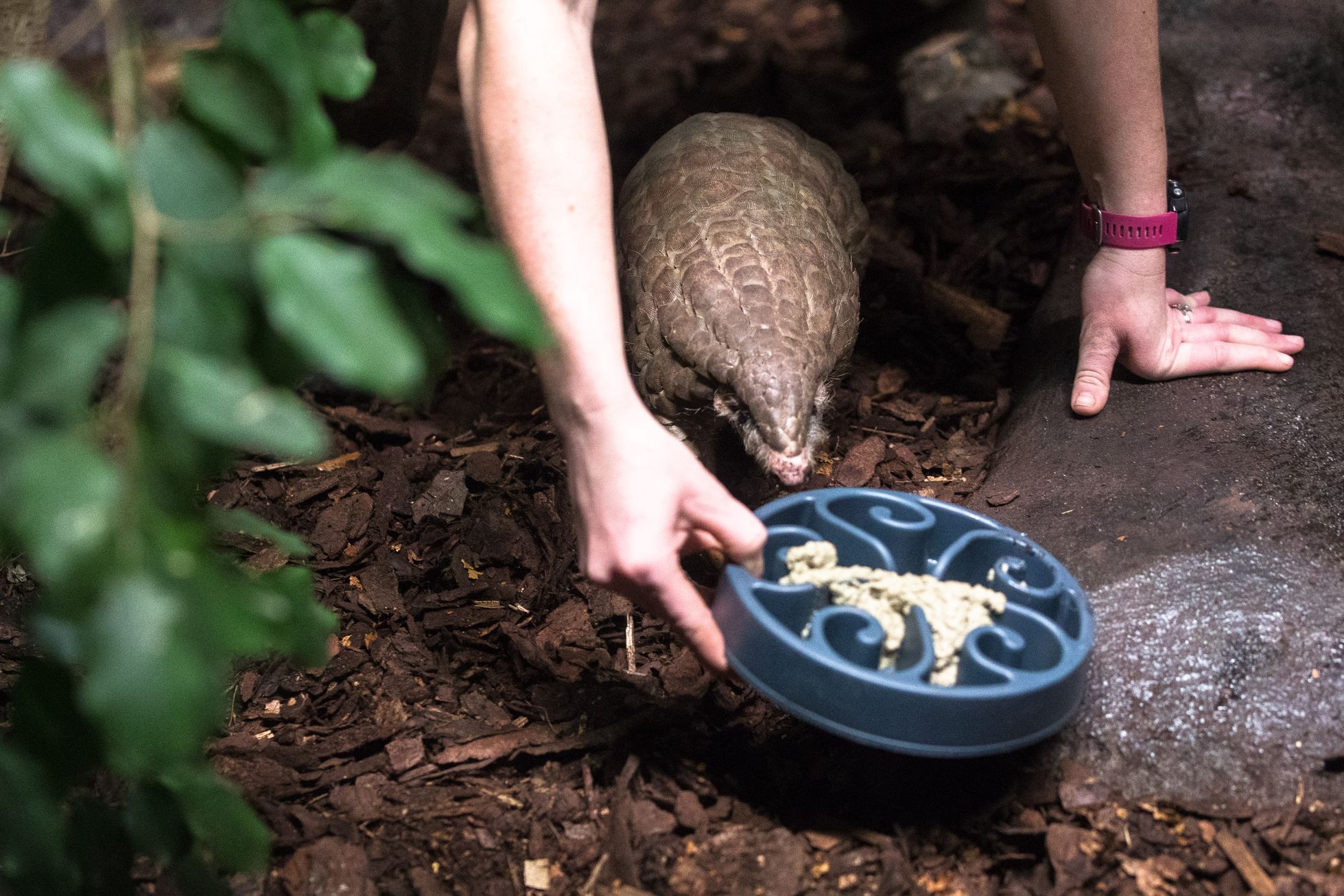 Regardez le zoo de Taïwan, qui a donné des coquilles d’arachides à la République tchèque