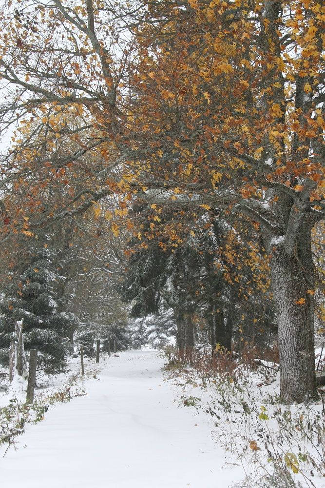 ...sněžit by zase mělo začít kolem svátku sv. Martina, tedy 11. listopadu. | Foto: Tomáš Jiřička, NP Šumava