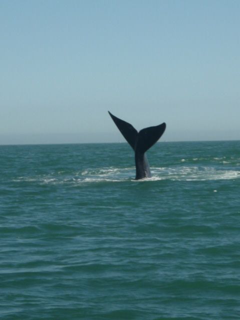 Foto: Cape Town Sailing Academy