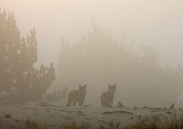 V opuštěné zóně na hranicích Ukrajiny a Běloruska našlo klidné útočiště mnoho zvířat. Fotografovi se na běloruské straně podařilo poblíž vylidněné vesnice zastihnout vlky. | Foto: Reuters