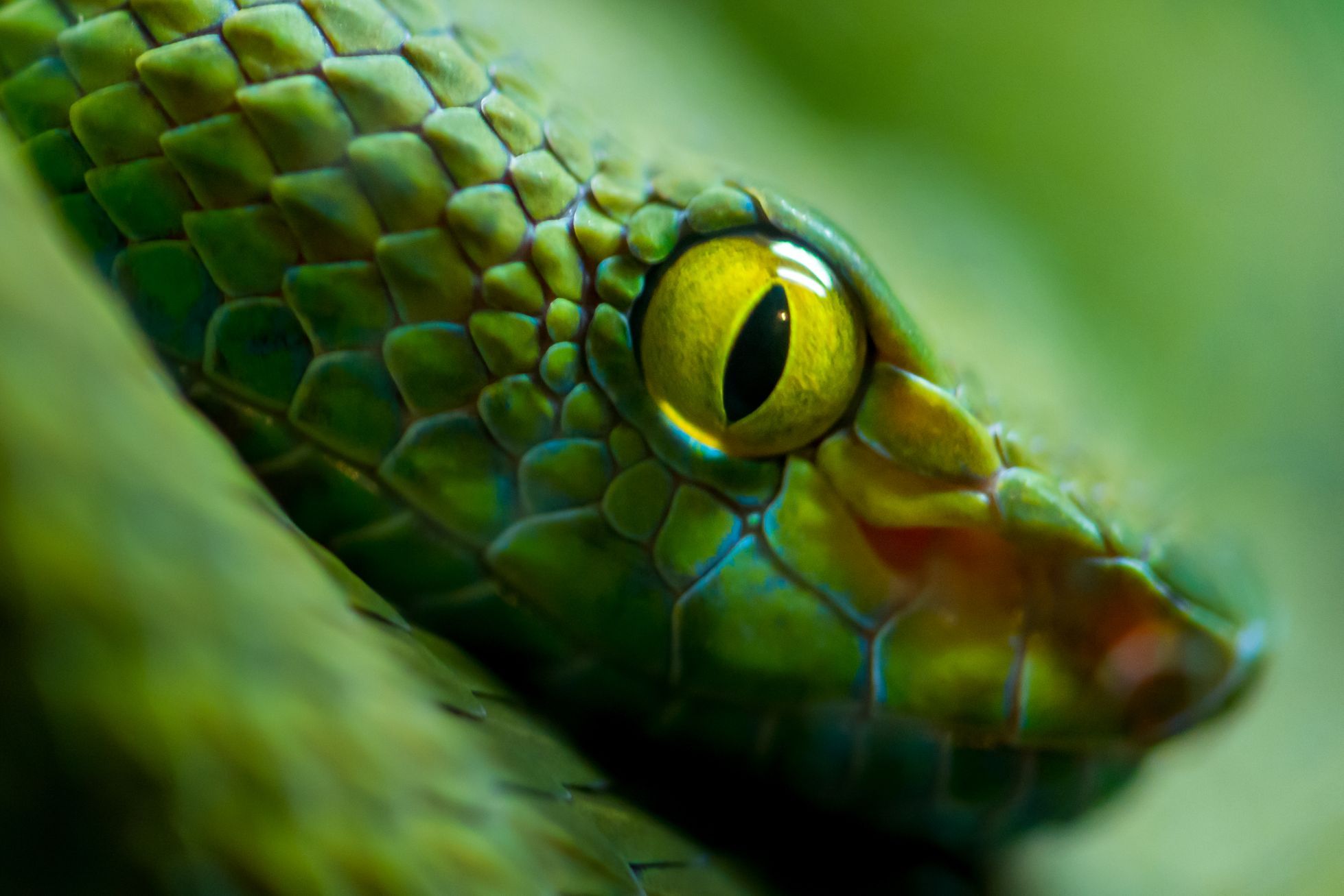 The man had a veil around the snake’s face in public transport.  That’s not enough, says the transport company