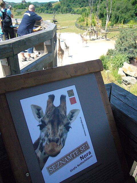 Žirafa Nora je jednou z tváří kampaně pražské zoo, jejímž cílem je přiblížit život divokých zvířat | Foto: Pavel Baroch