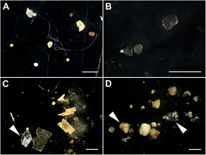 Mikroplasty je obecné označení, užívané pro různorodé úlomky plastů o velikosti od 100 nanometrů až po 5 milimetrů, které se vyskytují ve vodě, v půdě i ve vzduchu. | Foto: Martin Wagner et al. / Wikipedia / Creative Commons Attribution-Share Alike 4.0 International license.