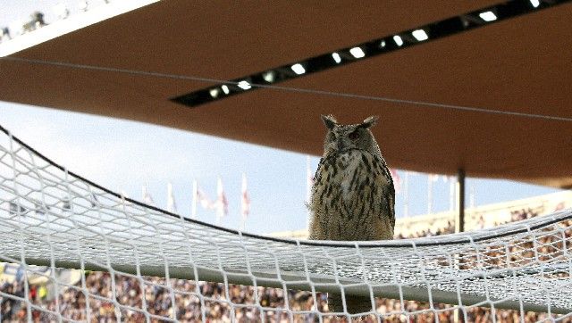 Kvůli výrovi, který se usadil na brance musel být na chvíli přerušen kvalifikační zápas o EURO 2008 mezi Finskem a Belgií. | Foto: Reuters