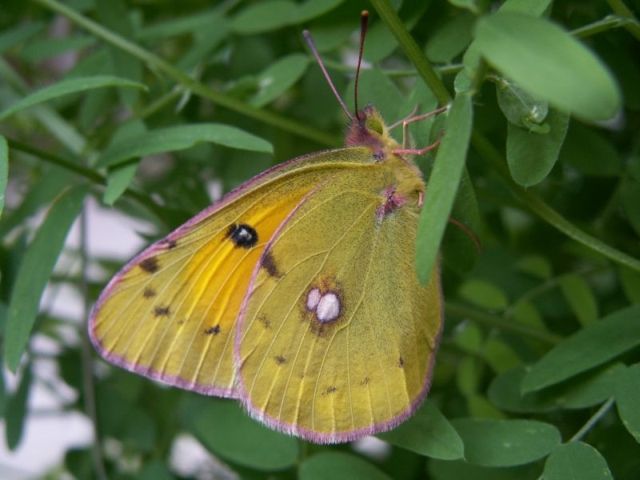 Žluťásek barvoměnný už je vyhuben | Foto: Luboš Víťaz, www.lepidoptera.cz