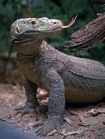 Varan komodský (Varanus komodoensis) | Foto: George Mason University