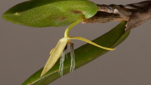 Foto: André Schuiteman / Kew Royal Botanic Gardens