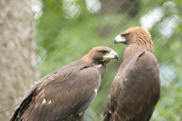 Poslední momenty ve voliéře. Mladí dravci už jsou neklidní. | Foto: Petr Sznapka