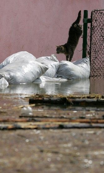 kočka se snaží uniknout velké vodě v Fetesti, 150km východně od hlavního rumunského města Bukurešti. | Foto: Reuters