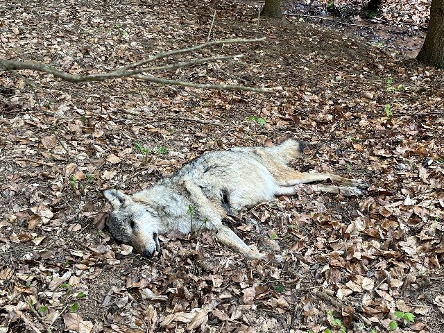 Březí vlčice zabitá na Broumovsku. | Foto: Agentura ochrany přírody a krajiny ČR