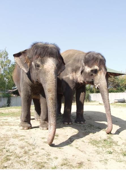 Delhi poznáte tak, že je vyšší a vypadá starší. Kala je naopak chlupatá a pořád vypadá trochu jako slůně. | Foto: zoo ústí nad labem