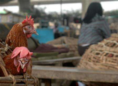 Nigérie je nucená Spojenými státy kontrolovat drůbež kvůli ptačí chřipce. | Foto: Reuters