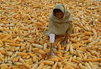 Žena, která přežila loňské zemětřesení třídí kukuřici v Poonchi (indická část Kašmíru) | Foto: REUTERS / Amit Gupta