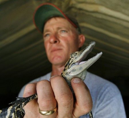 A tohle jsou mladí nástupci. Wayne Brooks drží dvouměsíčního aligátora amerického na farmě v Palmdale na Floridě. | Foto: REUTERS/Hans Deryk