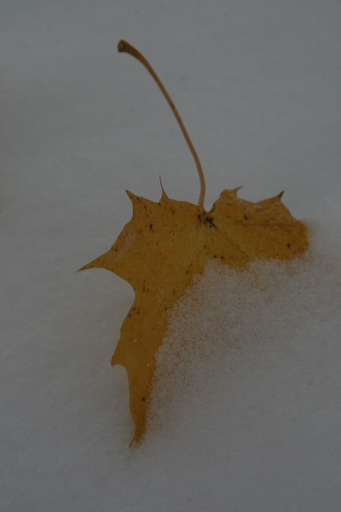 ...už od středy se má výrazněji oteplit... | Foto: Tomáš Jiřička, NP Šumava