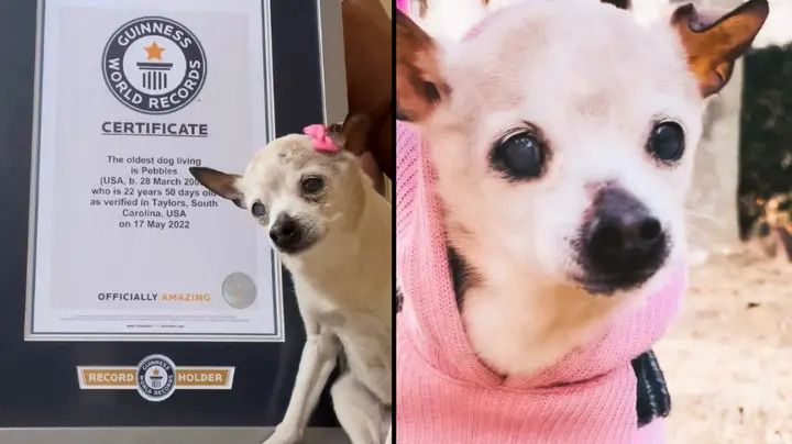 The female Pebbles is the oldest dog in the world.  He celebrated his 22nd birthday in March