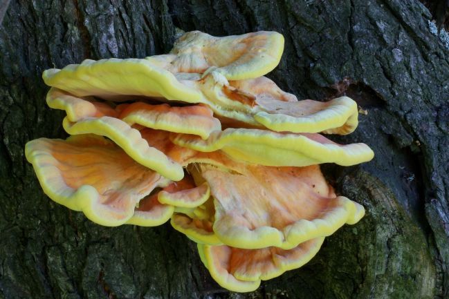 Najdete ho na ovocných stromech nebo třeba na vrbách a dubech. Zkuste si ho obalit jako řízek a budete se olizovat. Jmenuje se sírovec žlutooranžový. | Foto: Zdeněk Pelda