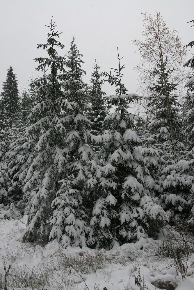 ...ta byla na Šumavě ideální pro procházku zasněženou krajinou... | Foto: Tomáš Jiřička, NP Šumava