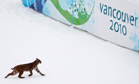 Rys přebíhá trať během prvního tréninku na sobotní sjezd mužů | Foto: Reuters